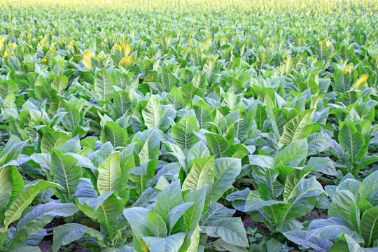 tobacco field