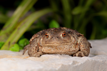 Toad