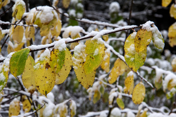 Autumn leaves / Autumn leaves of a tree