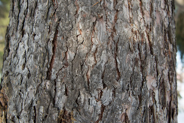 Bark of coniferous tree