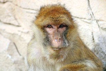 Macaca sylvanus