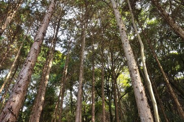 Fototapeta premium 杉林