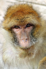 Macaca sylvanus