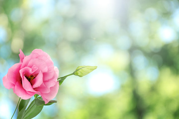 Beautiful eustoma flower on green nature background with sun light