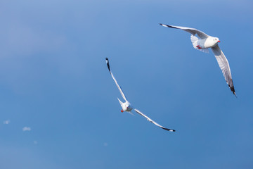 Two seagulls fly together