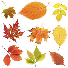 Different autumn leaves, isolated on white