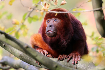 Red howler monkey