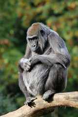 Fototapeta premium Gorilla