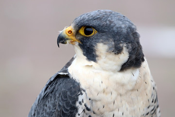 Falcon