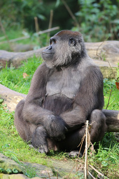 Gorilla