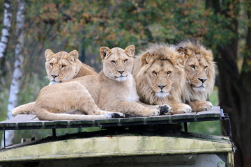 A group of lions - Powered by Adobe