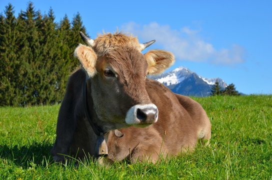 Kuh liegt im Gras auf Weide im Gebirge