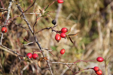 Rosehip