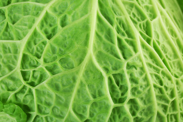 Obraz premium Leaf of savoy cabbage background, macro