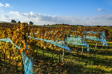 Weingarten mit blauem Vogelnetz im Herbst