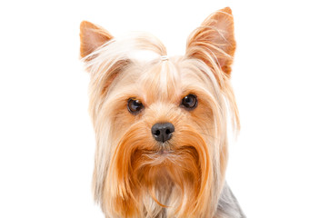 Portrait of Yorkshire Terrier, closeup, isolated on white background