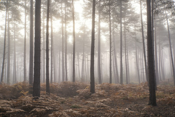 Pine forest Autumn Fall landscape foggy morning - 96966400