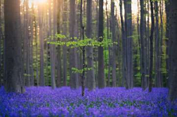 Obraz premium Hallerbos