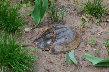 Horse shoe crab