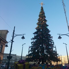 Choinka © michalsen