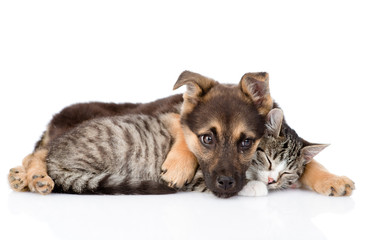Cat and dog lying together. isolated on white background