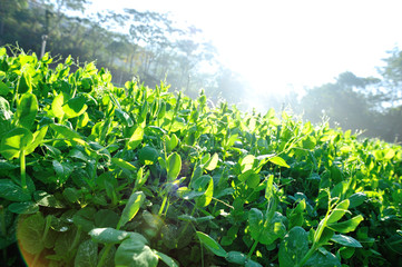 green pea plants in growth at vegetable garden