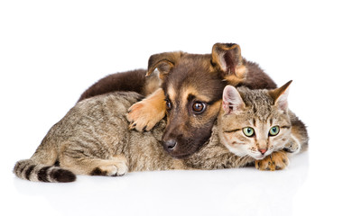 Tired dog embracing tabby cat and looking away. isolated on white background