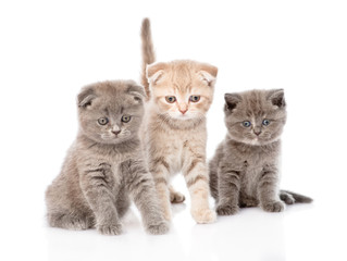 group baby kittens sitting in front. isolated on white backgroun