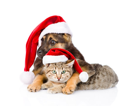 Cat and Dog with Santa Claus hat looking at camera. isolated on white background