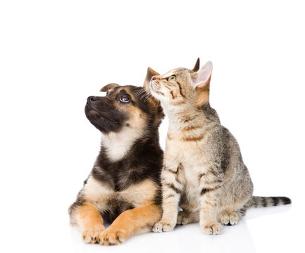 Cat And Dog Sitting In Front And Looking Up. Isolated On White Background