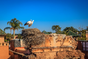 a couple of stork in their nest in Marrakesh