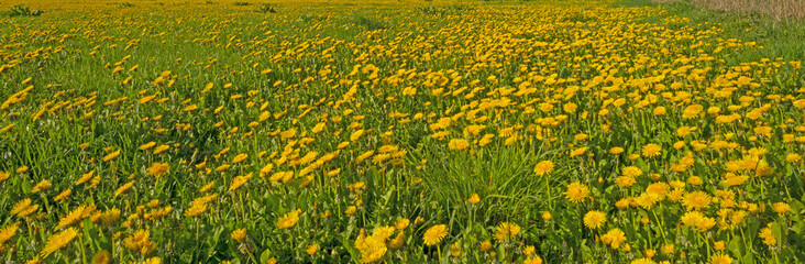 Bulb fields with tulips in spring 