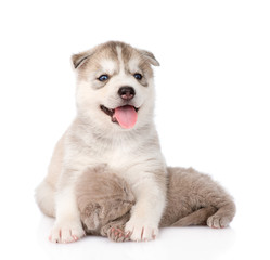 Happy Siberian Husky puppy hugging sleeping scottish kitten . is