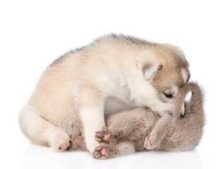 Siberian Husky puppy sniffing ass kitten. isolated on white back