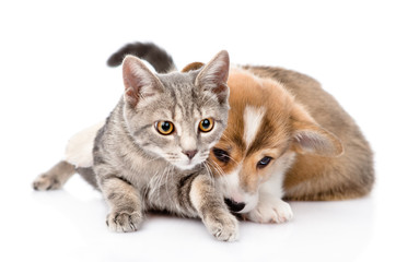 Pembroke Welsh Corgi puppy playing with cat. isolated on white b