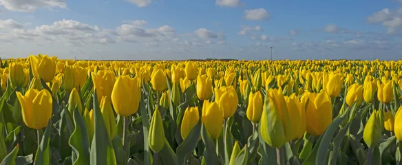 Fotobehang Tulp Bulb fields with tulips in spring 