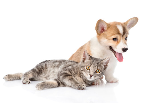 Pembroke Welsh Corgi puppy lying with cat together. isolated on