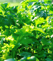 Fototapeta na wymiar Green celery in growth at vegetable garden