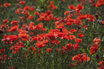 Poppy field at nice sunny day