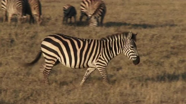 Plains Zebra herd grazing in Ngorongoro Crater, one walking by.