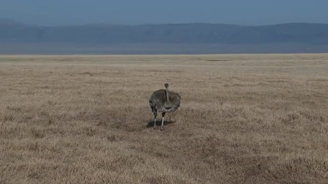 Ostrich (Struthio camelus) foraging on the Serengeti plain.