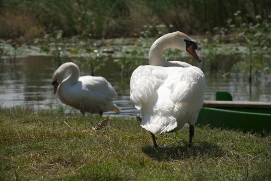 A pair of swans in a relaxed candid state on the edge of lake.