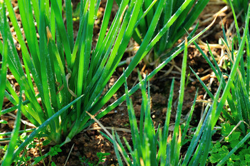 green spring onion in growth at vegetable garden