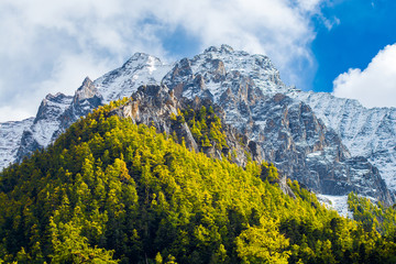 Mountain with snow and pine forest