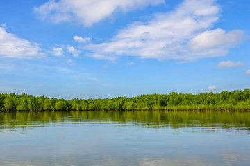 Tree and blue sky background ,Nature Landscape Gulf of Thailand