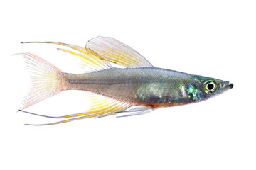 The threadfin rainbowfish isolated on white 