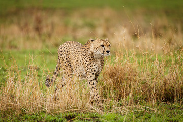 Gepard
