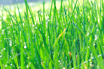 green spring onion in growth at vegetable garden