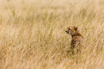 Gepard