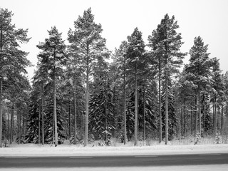 Pine